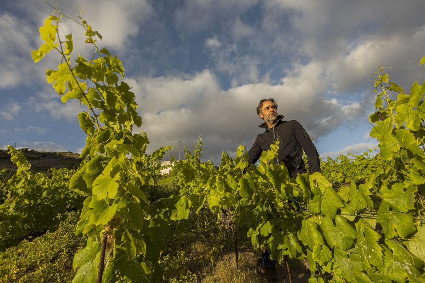 Los vinos canarios conquistan las cartas de los mejores restaurantes de Estados Unidos