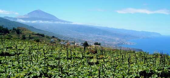 Panoprámica de viñedos de Tenerife